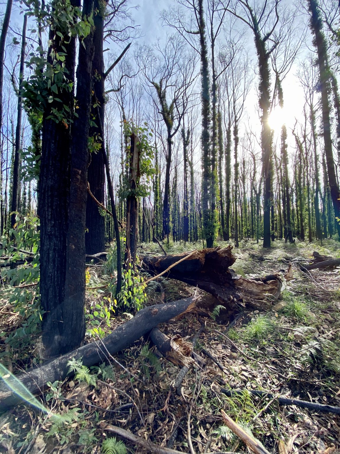 disturbance-ecology-community-bushfire-connection